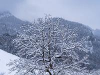 Hoher Baum bedeckt von Neuschnee